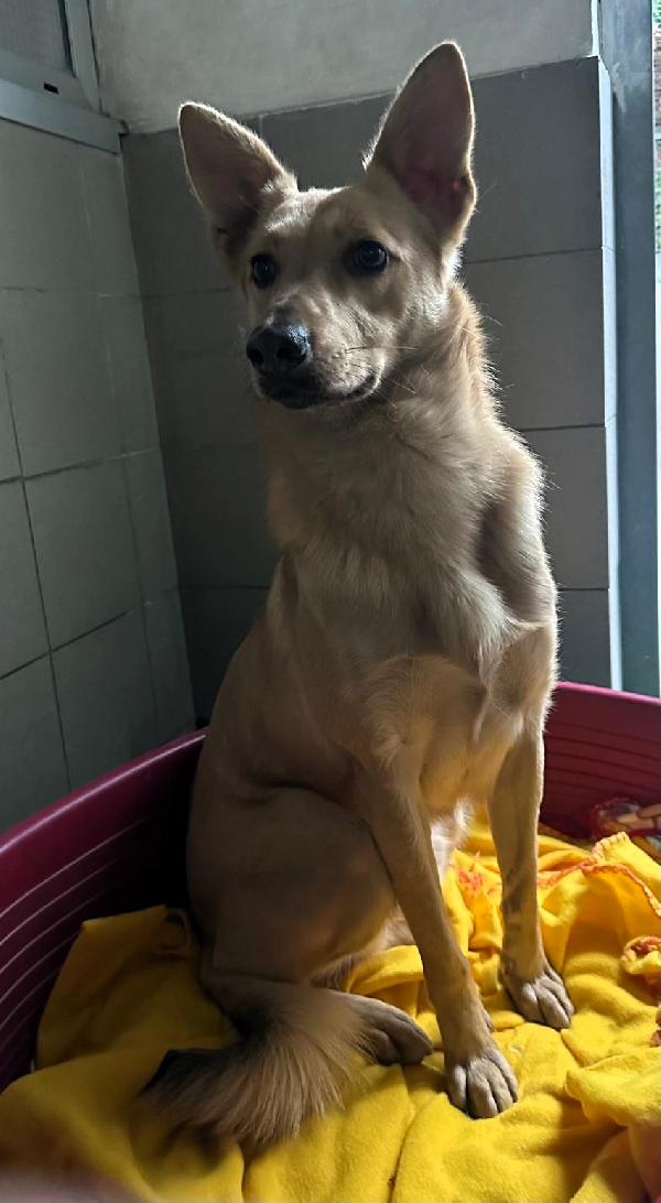 MANUEL CAGNOLINO DOLCISSIMO Foto 3